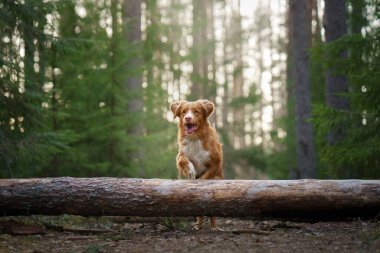 Ormandaki kırmızı köpek. Doğadaki Nova Scotia Duck Tolling Retriever. Evcil bir hayvanla yürü