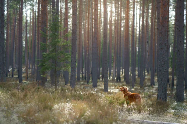 Red dog in forest. Nova Scotia Duck Tolling Retriever in nature. Walk with a pet — Stock Photo, Image