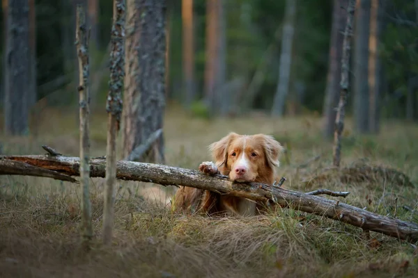 Ormandaki kırmızı köpek. Doğadaki Nova Scotia Duck Tolling Retriever. Evcil bir hayvanla yürü