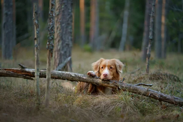 Κόκκινο σκυλί στο δάσος. Νέα Σκωτία Duck Tolling Retriever στη φύση. Περπατήστε με ένα κατοικίδιο ζώο — Φωτογραφία Αρχείου