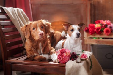 İki küçük köpek ve evde şöminenin yanında açık arttırma. Nova Scotia Duck Tolling Retriever ve Jack Russell Terrier