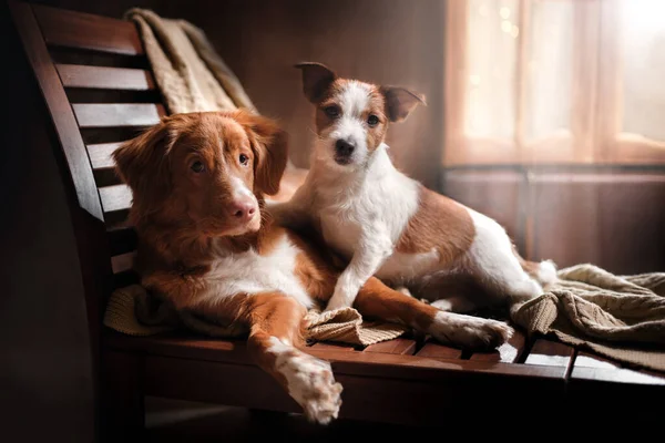 Dos perros pequeños y pujar en casa junto a la chimenea. Nova Scotia Duck Tolling Retriever y Jack Russell Terrier — Foto de Stock