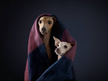 Eşarplı köpek. Hayvan saklandı. Sıcak bez.