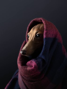 Eşarplı köpek. Hayvan saklandı. Sıcak bez.