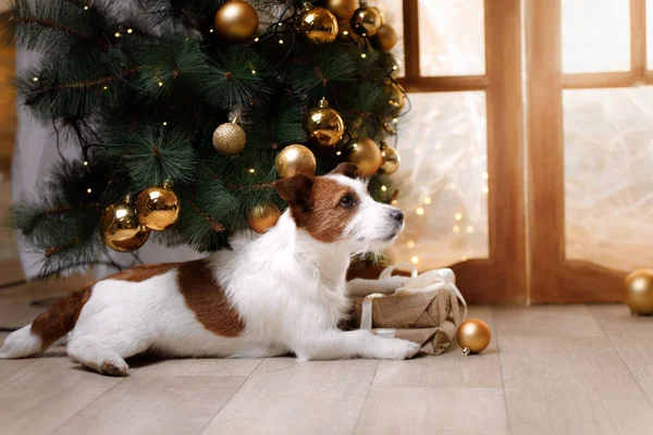 Kersthond. Jack Russell terriër bij het raam en de boom. — Stockfoto