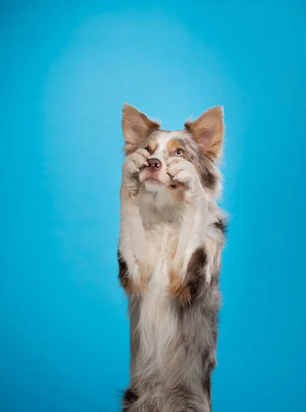 Sınır çoban köpeği komik portresi. Stüdyoda mavi arka planda köpek — Stok fotoğraf