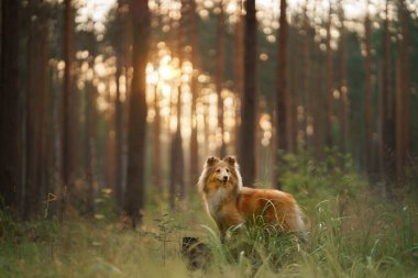 Ormandaki köpek. Doğada evcil hayvan. 