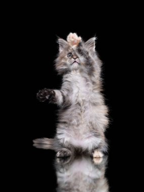 Siyah arka planda Maine Coon kedisi. Stüdyodaki kedi oynuyor