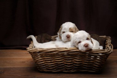 Sepette iki köpek yavrusu. yeni doğmuş köpek hantal spanyel