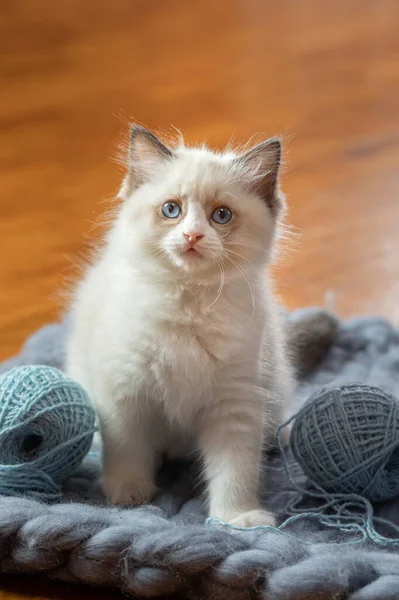 Kätzchen auf Plaid. Bicolor Rag Doll Cat — Stockfoto