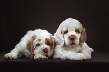 Kahverengi arka planda iki yavru köpek. Köpek yavrusu spanyel