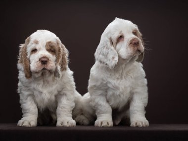 Kahverengi arka planda iki yavru köpek. Köpek yavrusu spanyel