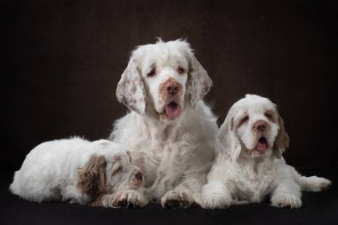 Kahverengi arka planda anneleri olan iki yavru köpek. Köpek yavrusu spanyel