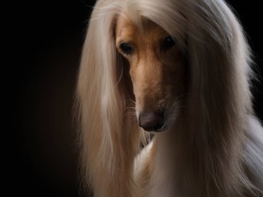 Siyah arka planda bir Afgan tazısının portresi