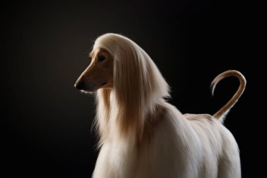 Siyah arka planda bir Afgan tazısının portresi