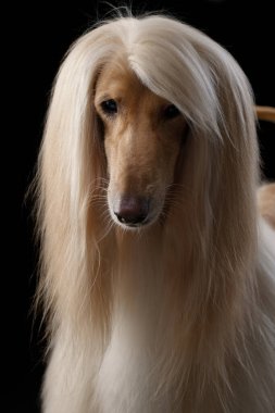 Siyah arka planda bir Afgan tazısının portresi