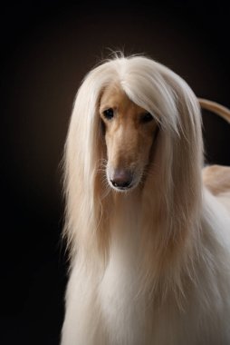 Siyah arka planda bir Afgan tazısının portresi