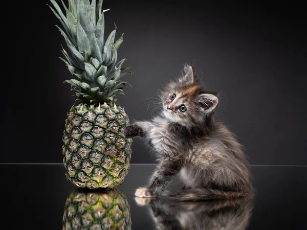 Maine Coon kitten with pineapple on a gray background. Cat in the studio playing — Stock Photo, Image