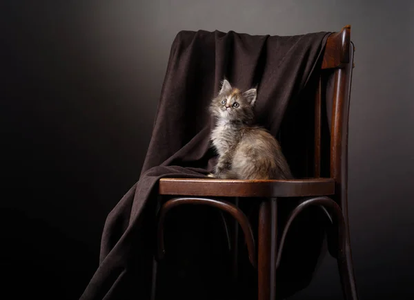 Maine Coon kotek na zabytkowym krześle, na brązowym tle — Zdjęcie stockowe