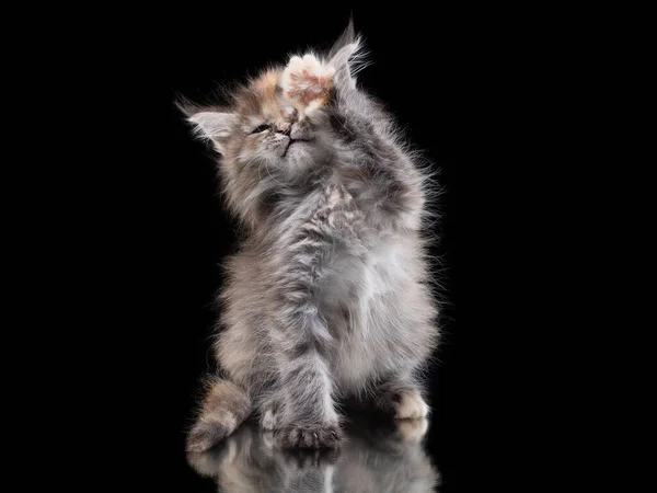 Maine Coon kitten on a black background. Cat in the studio playing — Stock Photo, Image