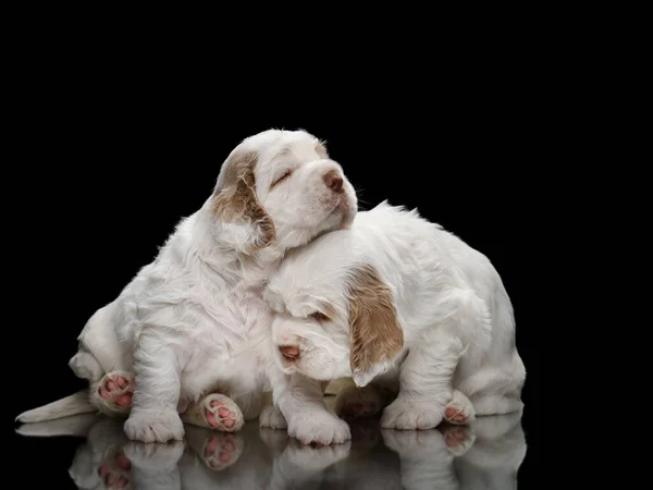 Dois cachorros em preto. recém-nascido cão desajeitado spaniel — Fotografia de Stock