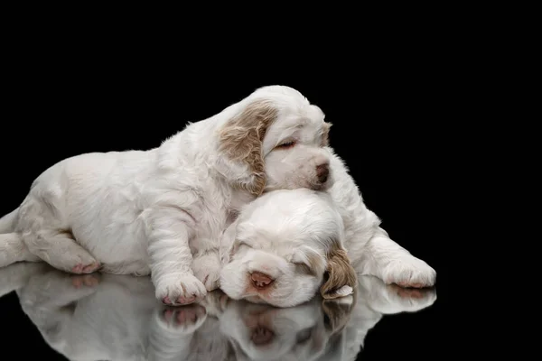 Dos cachorros en negro. perro recién nacido torpe spaniel — Foto de Stock
