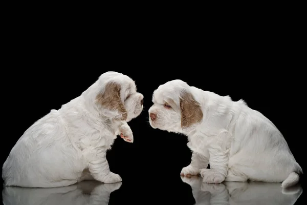 Two puppies on black. newborn dog clumber spaniel — Stock Photo, Image