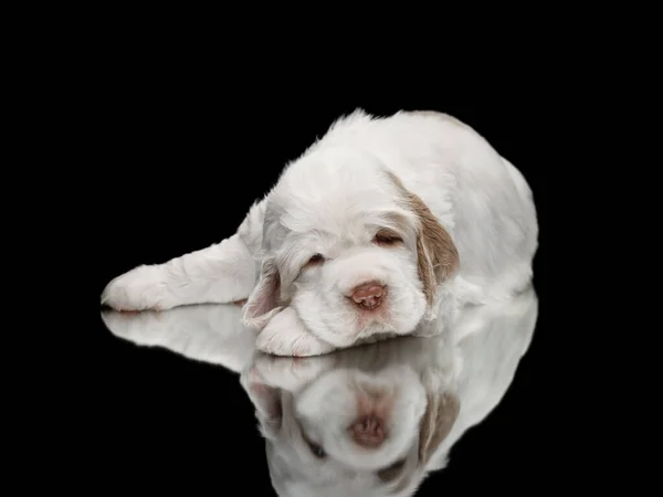 生まれたての子犬。黒の上のクランバースパニエルドッグ — ストック写真
