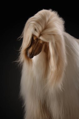 Siyah arka planda bir Afgan tazısının portresi