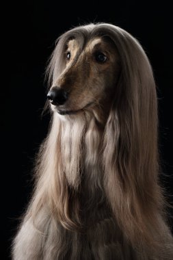 Siyah arka planda bir Afgan tazısının portresi