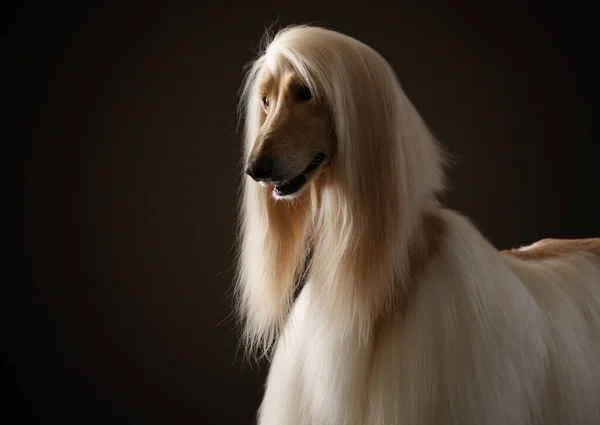 portrait of an Afghan hound on a black background