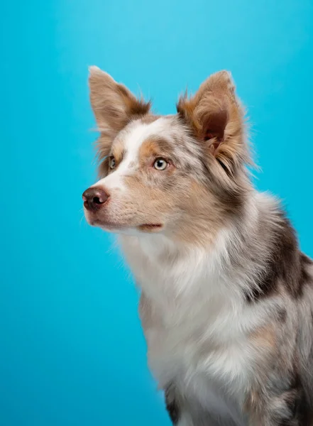 Granica collie zabawny portret. pies w studio na niebieskim tle — Zdjęcie stockowe