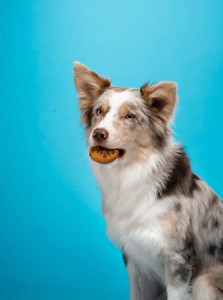 Border collie retrato engraçado. cão no estúdio no fundo azul — Fotografia de Stock