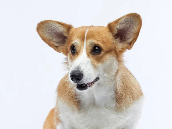 Portret psa na białym tle. Uśmiechnięta Corgi. Pet w studio. — Zdjęcie stockowe