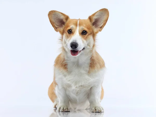 Portrait of a dog on a white background. Smiling Corgi. Pet in the studio. — Stock Photo, Image