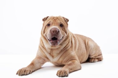 Beyaz arka planda Shar Pei köpeği