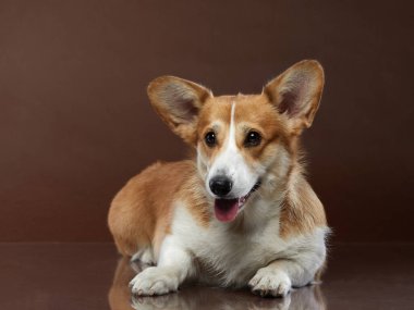 Kahverengi arka planda bir köpeğin portresi. Gülümseyen Corgi. Stüdyoda evcil hayvan. 