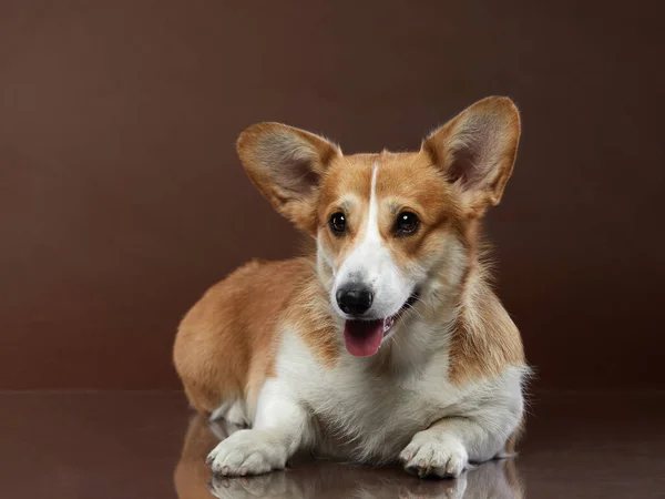 Портрет собаки на коричневом фоне. Улыбающийся Корги. Домашнее животное в студии. — стоковое фото