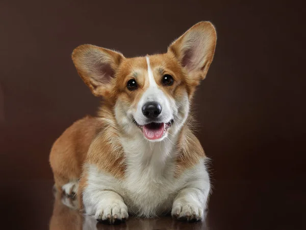 茶色の背景に犬の肖像画。笑顔のコーギー。スタジオのペット. — ストック写真