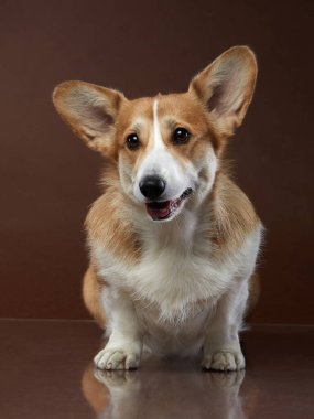 Kahverengi arka planda bir köpeğin portresi. Gülümseyen Corgi. Stüdyoda evcil hayvan. 