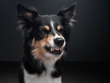 Köpek homurdanır. Bir çoban köpeğinin namlusundaki komik ifade