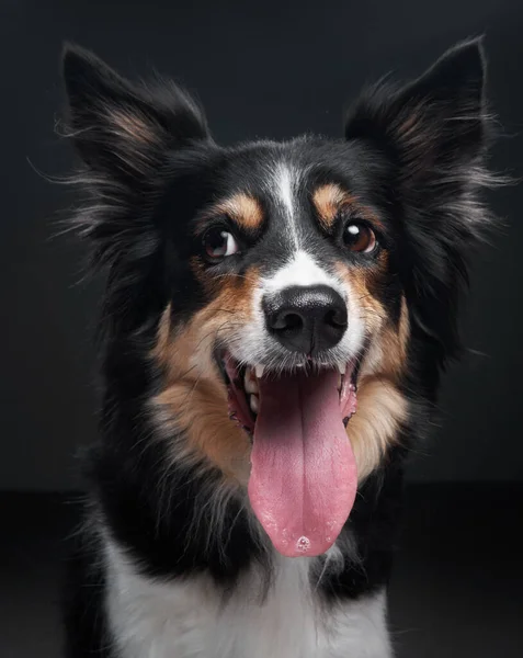 那只狗咆哮着。边境牧羊犬嘴上有趣的表情 — 图库照片