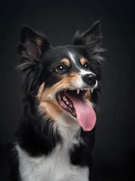 O cão ronca. Expressão engraçada no focinho de um collie de borda — Fotografia de Stock