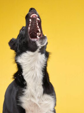 Komik köpek. Mutlu Sınır Collie eğrisi ağızlık