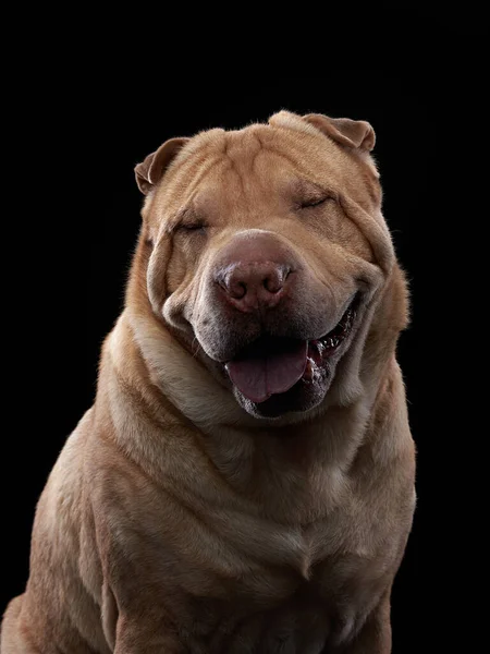 Shar Pei cão no fundo branco — Fotografia de Stock