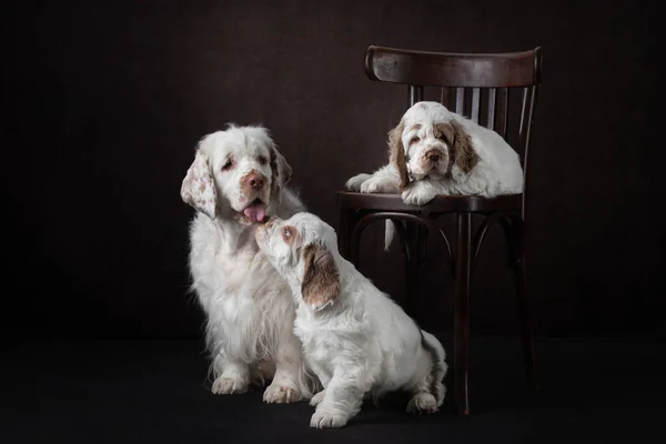 Due cuccioli con mamma su sfondo marrone. cane gobbo spaniel — Foto Stock