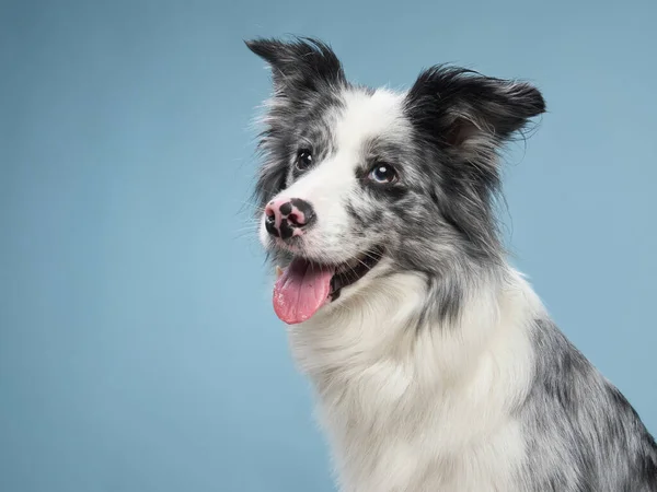 Смішна емоційна собака, прикордонна коллі на синьому фоні — стокове фото