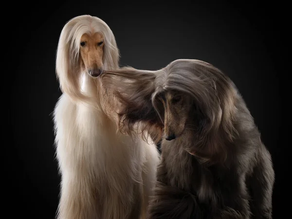 portrait of an Afghan hound on a black background
