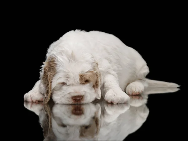 갓 태어난 강아지. 검은 색 줄박 이 스패니얼 개 — 스톡 사진