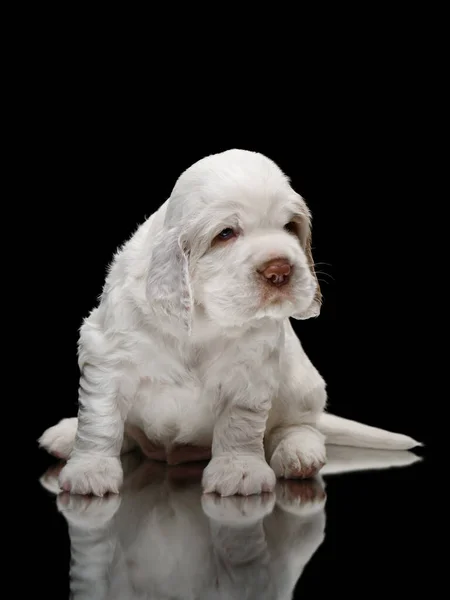 Pasgeboren puppy. Clumber spaniel hond op zwart — Stockfoto